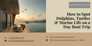 How to Spot Dolphins, Turtles & Marine Life on a Day Boat Trip