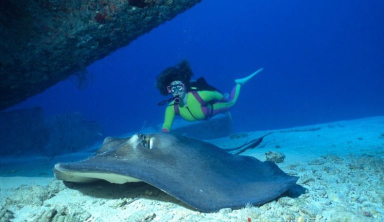 Miami Bachelor Yacht Charter — Bimini Scuba Diving & Water Sports Bimini scuba diving with stingray — water sports add-on for Miami bachelor party yacht charter to the Bahamas