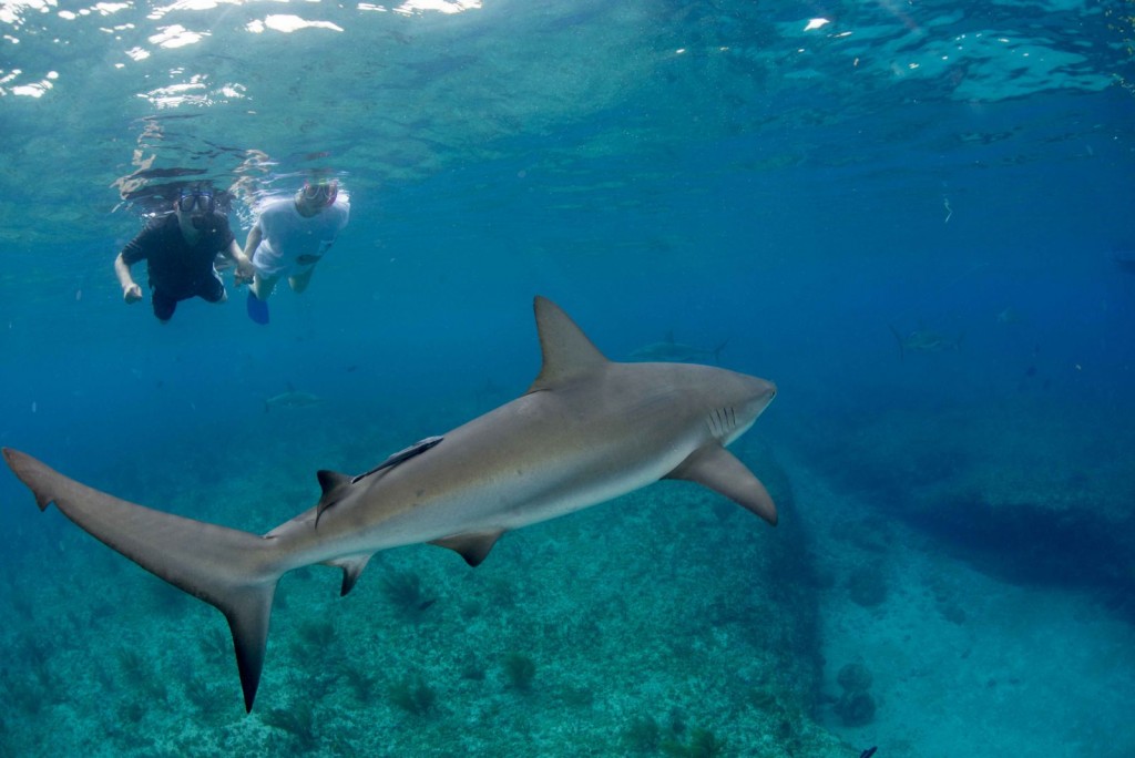 Bimini Island Adventure by Yacht charters